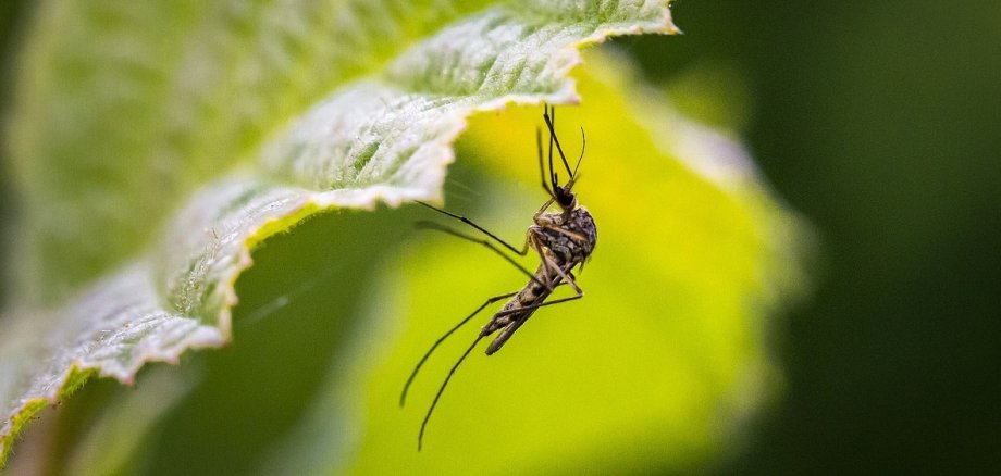 Foto einer Stechmücke an einem Blatt hängend