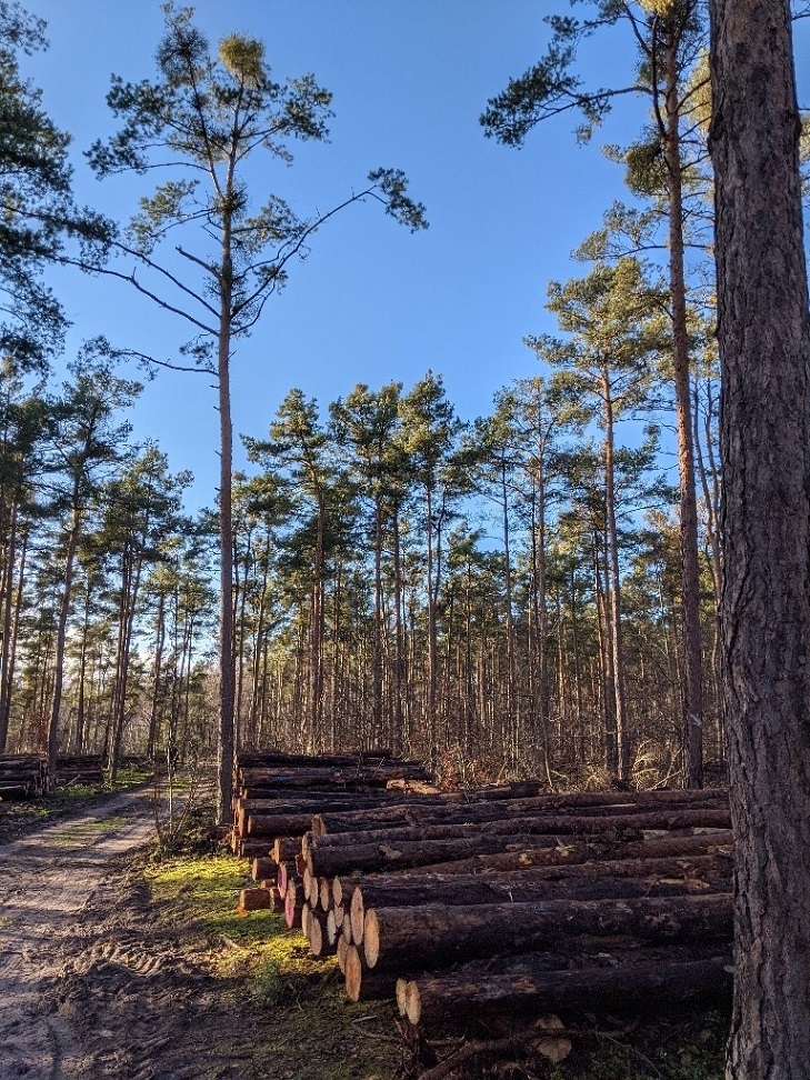 Foto Wald in Maxdorf