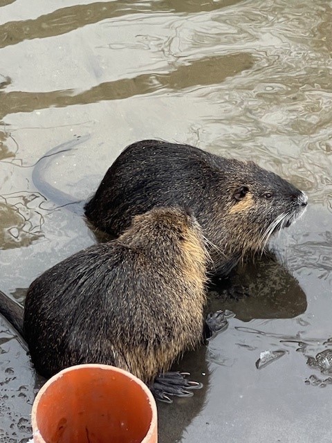 Foto mit zwei nutrias im seichten Gewässer