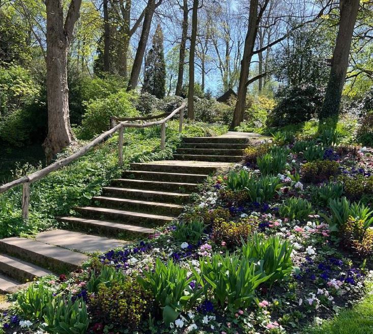 Foto Wald Treppe Blumen