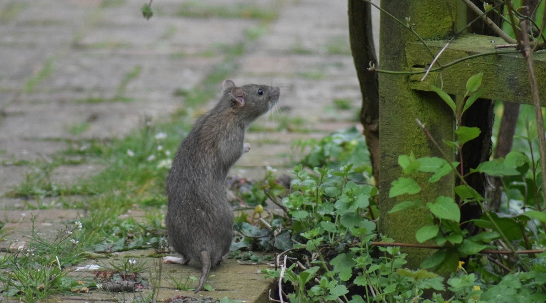 Foto einer Ratten auf einem Gehweg