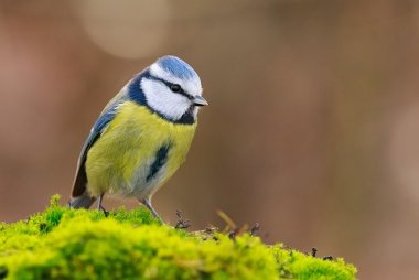 Blaumeise (Cyanistes caeruleus)