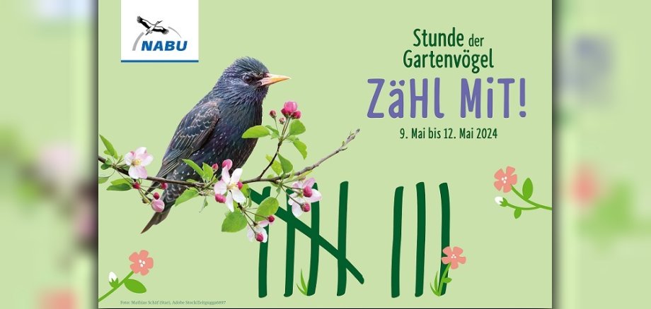 Stunde der Gartenvögel 2024