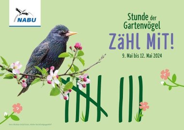 Stunde der Gartenvögel 2024