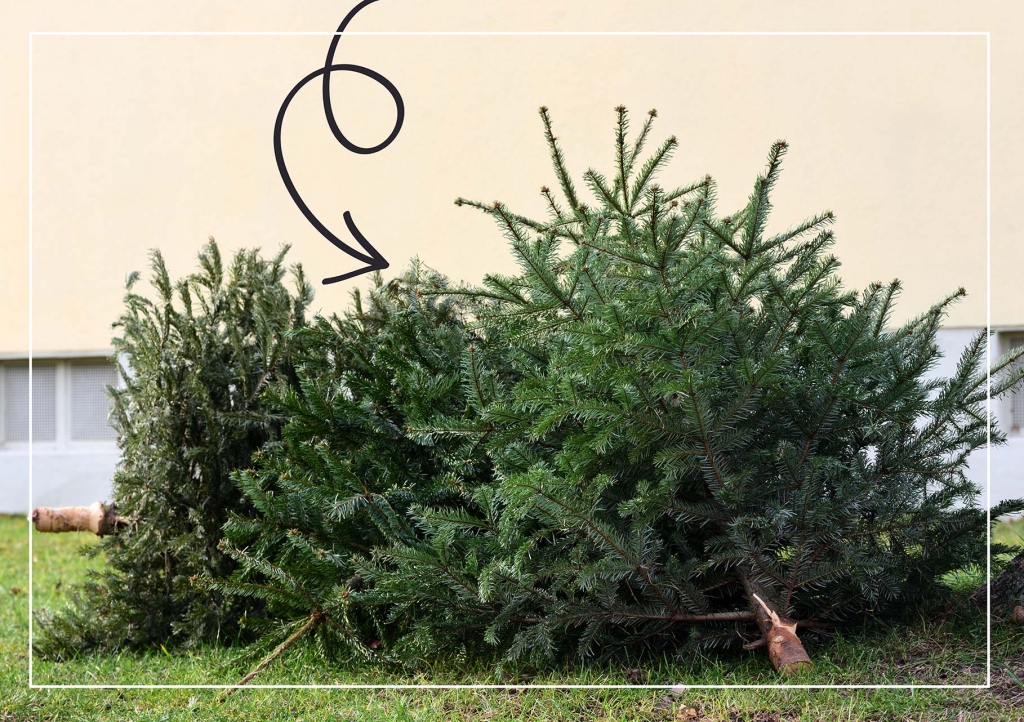 Zwei auf dem Boden liegende Tannenbäume