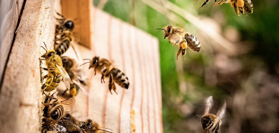 Bienenschwarm vorm eigenen Bienenkasten