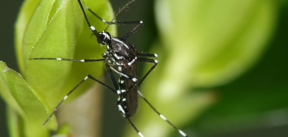 Foto einer Tigermücke auf einem Blatt