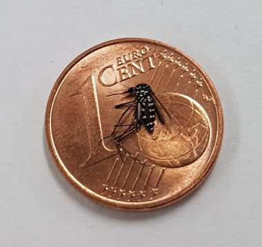 Foto einer toten Tigermücke auf einer Ein-Cent-Münze