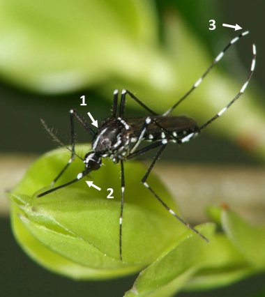 Foto einer Tigermücke auf einem Pflanzenblatt