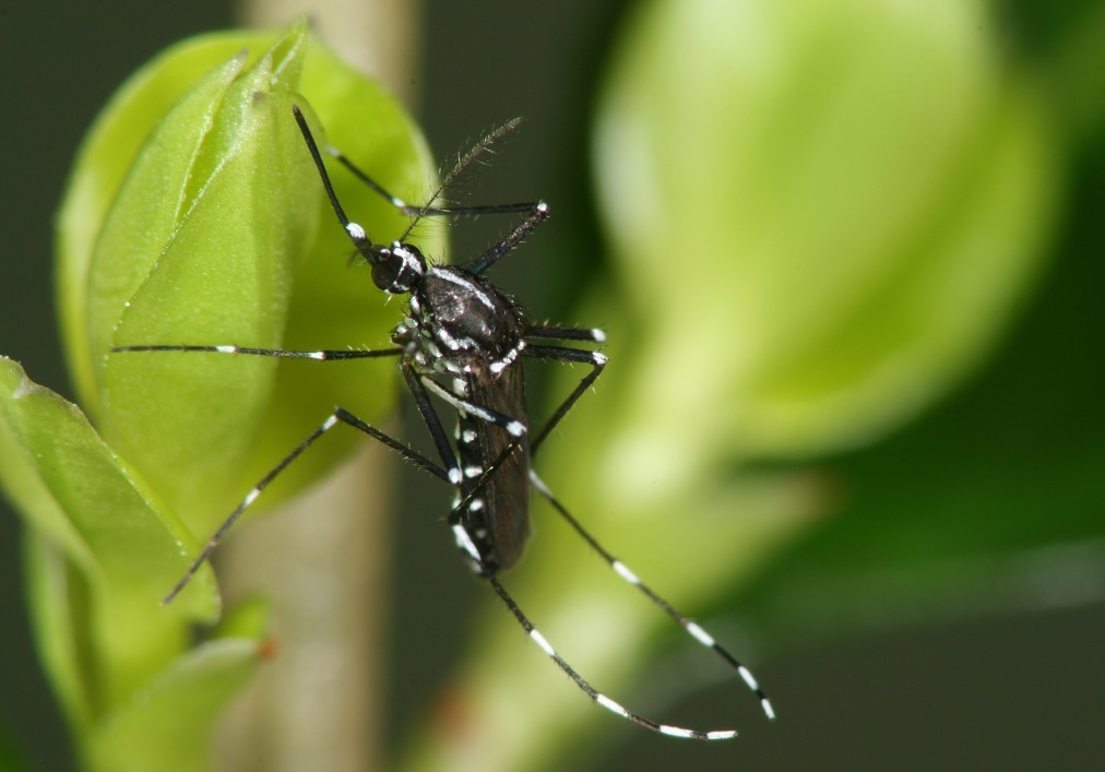 Asiatische Tigermücke auf einem Ligustertrieb sitzend
