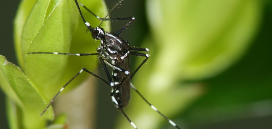 Asiatische Tigermücke auf einem Ligustertrieb sitzend