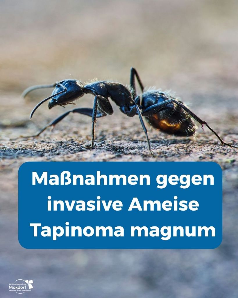 Titelfoto Maßnahmen gegen invasive Ameise Tapinoma magnum