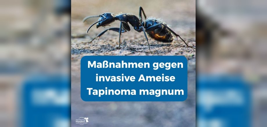 Titelfoto Maßnahmen gegen invasive Ameise Tapinoma magnum
